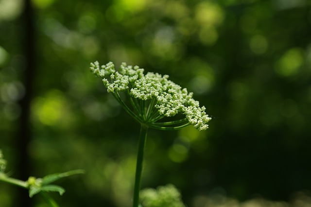 angelica essential oil