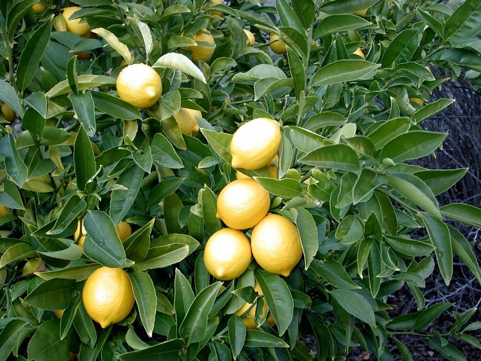Lemon Essential Oil: Mind and Body Benefits
