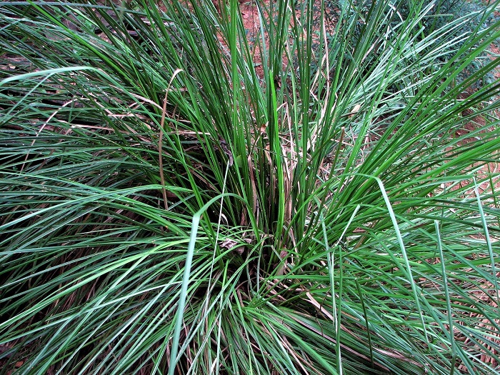Vetiver Essential Oil: Mind and Body Benefits