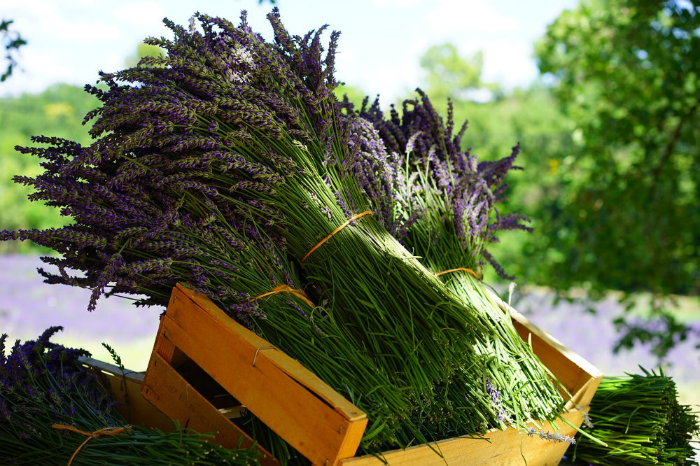 Lavender Aromatherapy Oil: Fragrant Benefits