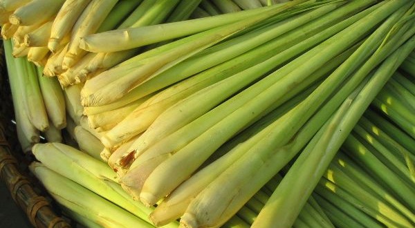 Lemongrass Essential Oil: Mind and Body Benefits