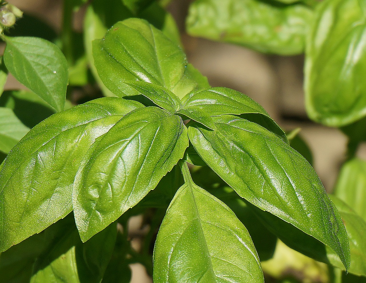 Basil Essential Oil: Mind and Body Benefits