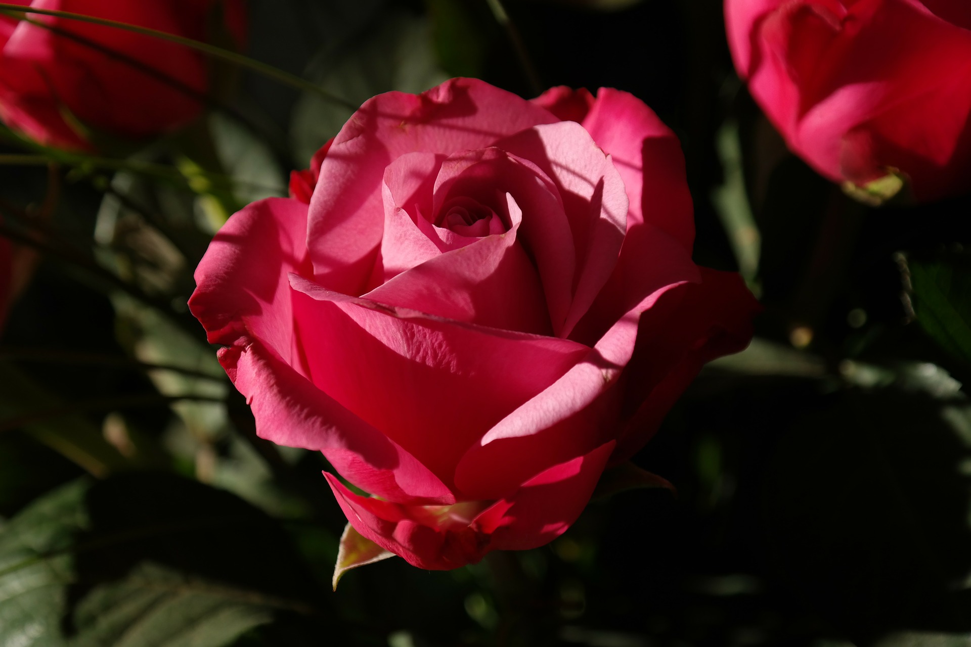 Rose Oil: Mind and Body Benefits